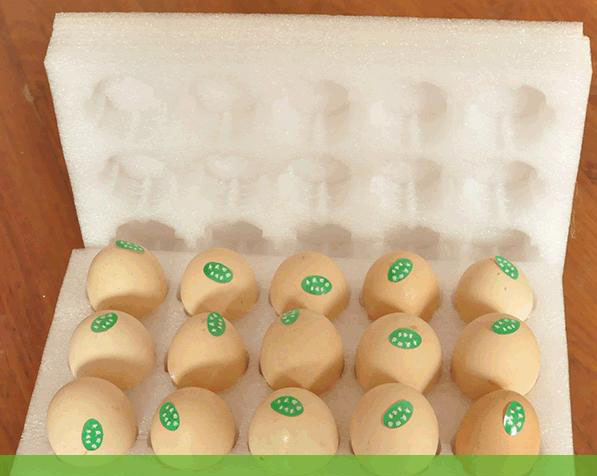 鹅蛋托泡沫箱之二---15枚装包装箱